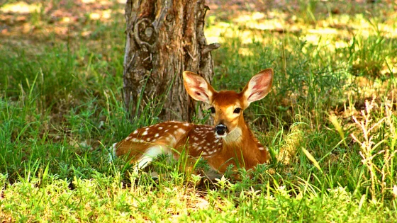 El Venado Amistoso