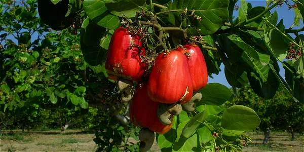 Cuento, El Árbol de Marañón